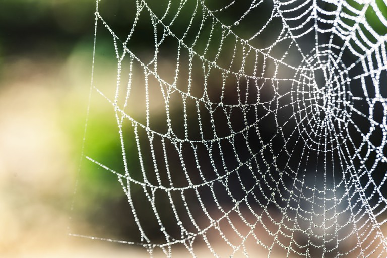 Jak se zbavit nepříjemných spolubydlících – pavouků?